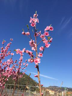 fiori piante fruttifere 2