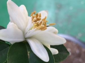 fiori piante fruttifere 3