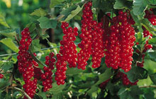 ribes