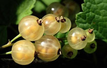uva-spina